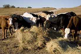 cattle