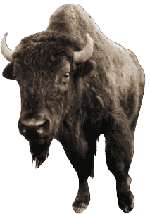 Buffalo