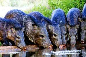 Javelinas at a watering hole