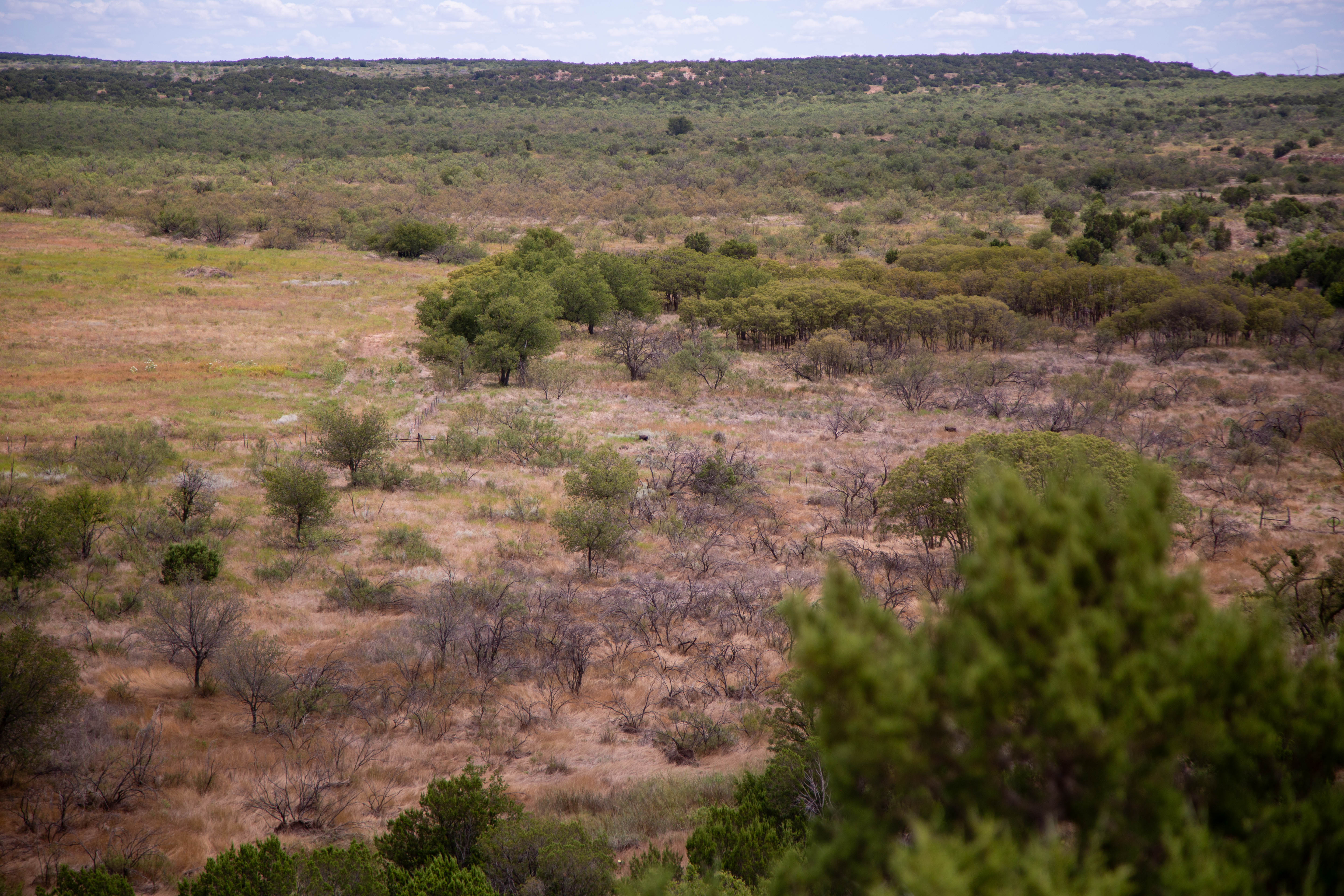 Grazing Land