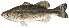 Large Mouth Bass